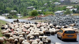 Karadeniz'de göçerler yayla yollarında