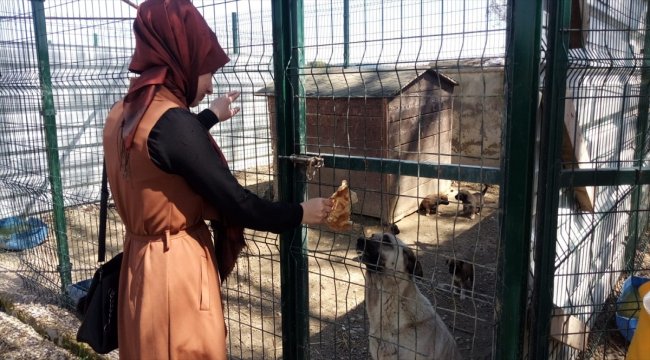 Kastamonu'da sokak hayvanları için 