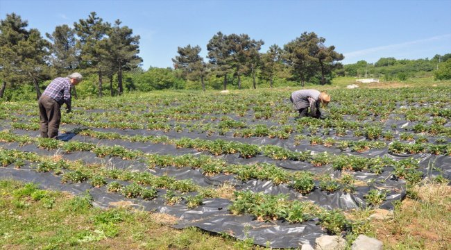 Osmanlı çileği üretimi ikiye katlanacak