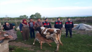 Samsun'da büyükbaş hayvan hırsızlığı iddiası