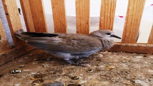 Yaralı kumru kuşu doğaya salındı
