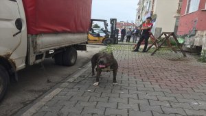 Çalınan pitbull cinsi köpek polis tarafından bulundu
