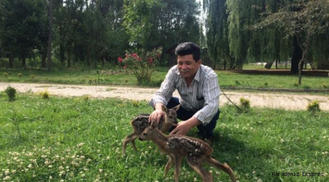 Fındık bahçesinde iki yavru karaca bulundu