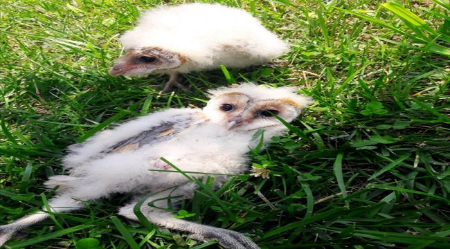 Giresun'da peçeli baykuş yavruları koruma altına alındı