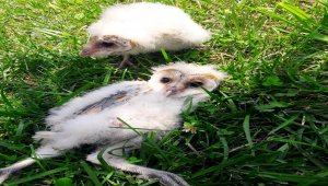 Giresun'da peçeli baykuş yavruları koruma altına alındı