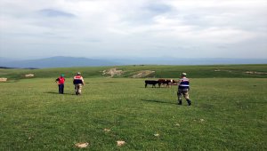 Kayıp hayvanları jandarma buldu