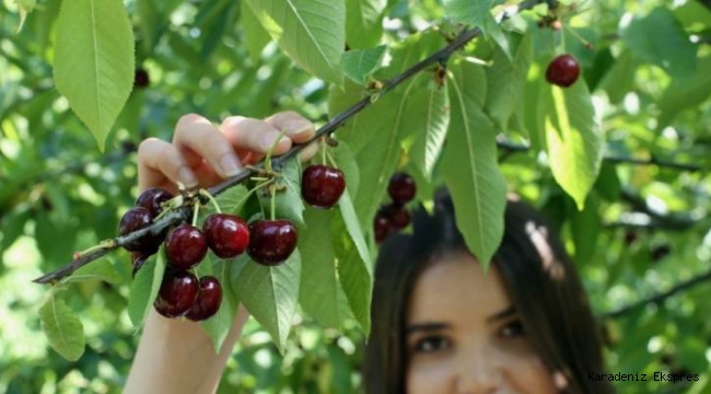 Kirazlar dalında kaldı
