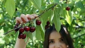 Kirazlar dalında kaldı 