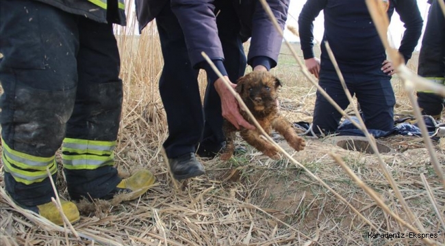 Kuyuya düşen yavru köpekleri itfaiye kurtardı