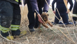 Kuyuya düşen yavru köpekleri itfaiye kurtardı