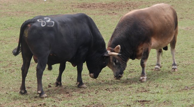 Marant Boğa Güreşleri başladı