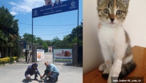 Okulda beslenen kedi yavruları karne gününde yuvaya kavuştu