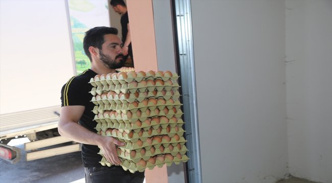 Ordu'da hedef yılda 16 milyon organik yumurta