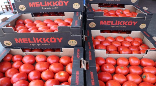 Rusya'ya domates ihracatındaki artış yüz güldürüyor