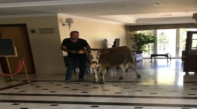 Sinop'ta sıcaktan bunalınca otele giren inek ilgi çekti
