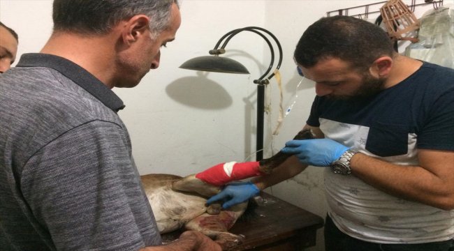Yaban keçisini özel güvenlik görevlileri kurtardı