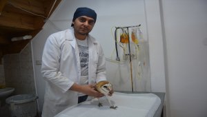 Yaralı peçeli baykuş yavrusu tedavi altına alındı