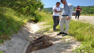 Yolda yaralı bulunan ayı yavrusu tedavi altına alındı
