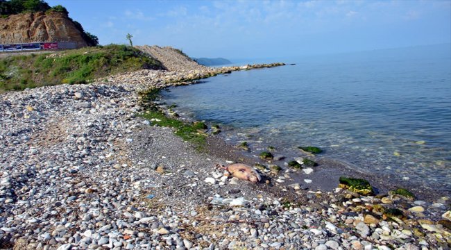 Zonguldak'ta ölü yunuslar karaya vurdu