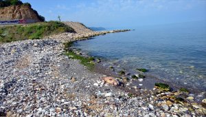 Zonguldak'ta ölü yunuslar karaya vurdu