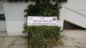 Ardanuç'ta Hint keneviri ele geçirildi