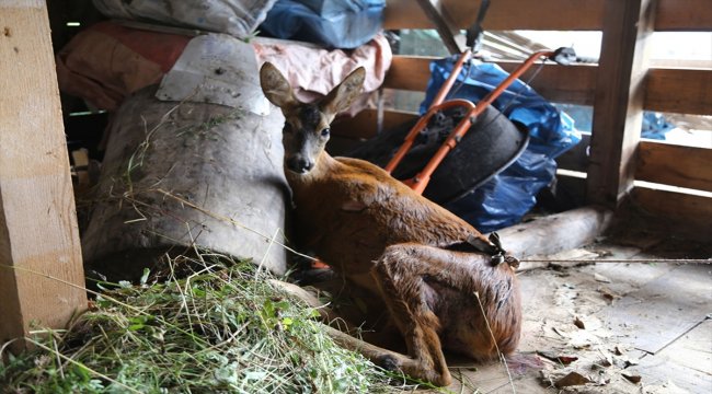 Artvin'de yaralı karaca koruma altına alındı