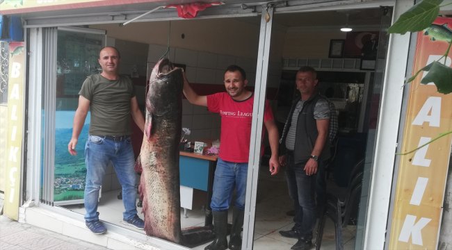 Baraj gölünde 81 kilogramlık yayın balığı yakalandı