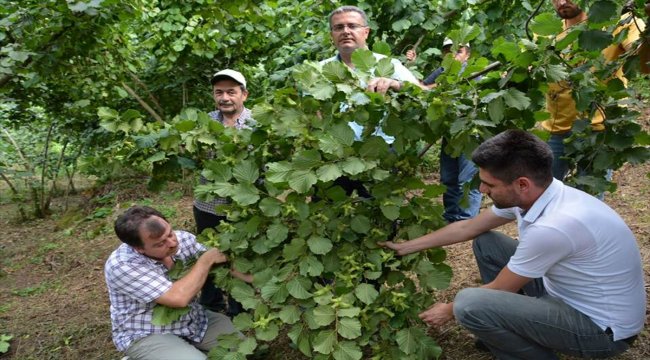 Fındıkta rekolte çalışması titizlikle sürdürülüyor