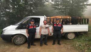 Gümüşhane'de çalınan büyükbaş hayvanlar Trabzon'da bulundu