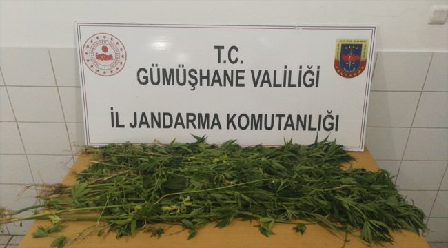 Gümüşhane'de kenevir operasyonu: 1 gözaltı