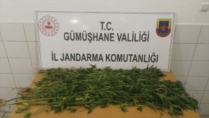 Gümüşhane'de kenevir operasyonu: 1 gözaltı