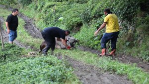 Kaçan boğa sahiplerine zor anlar yaşattı