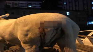 Komşusunun eşeğini keserle yaraladığı iddia edilen kişi hakkında soruşturma
