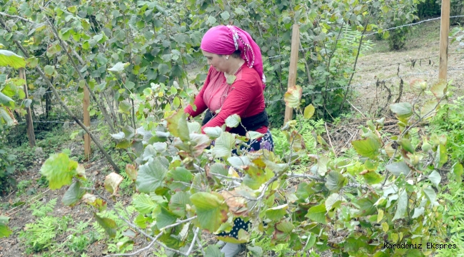 Ordu'da fındık hasatı başladı