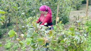 Ordu'da fındık hasatı başladı