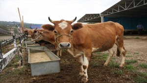 Ordu'da kurban kesim ve satış noktaları