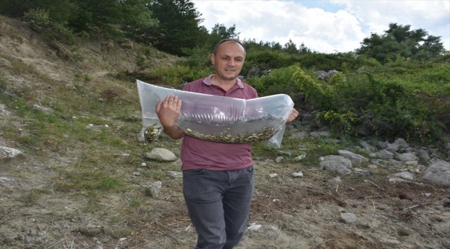 Sinop'ta 92 bin sazan balığı göletlere salındı