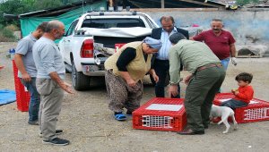 Tokat'ta çiftçilere beç tavuğu dağıtıldı