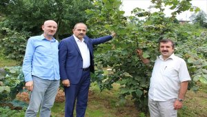 Trabzon'da aşılı fındık ağaçları meyveye durdu