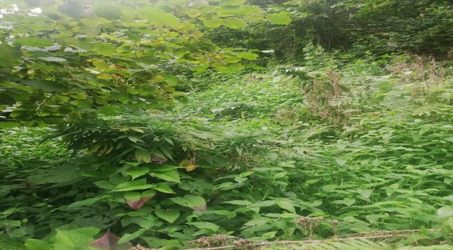 Trabzon'da uyuşturucu operasyonu