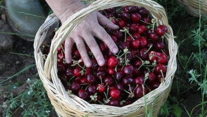 Türk kirazı Çin Seddi'ni aştı