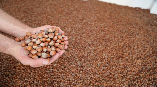 Türkiye'den 10 ayda 245 bin ton fındık ihraç edildi