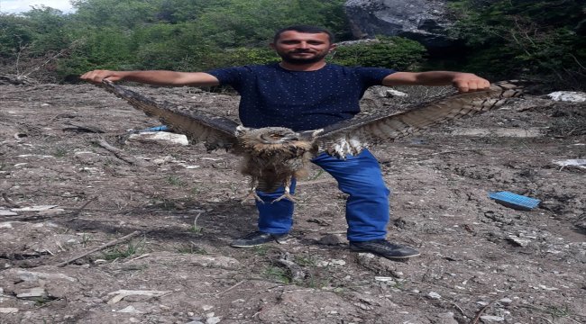 Yaralı bulunan kulaklı orman baykuşu koruma altına alındı