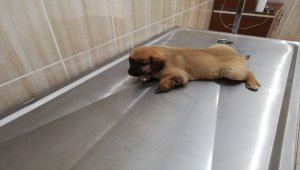 Yaralı halde bulunan köpek yavrusu tedavi altına alındı