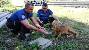Yaralı karacaya polis sahip çıktı