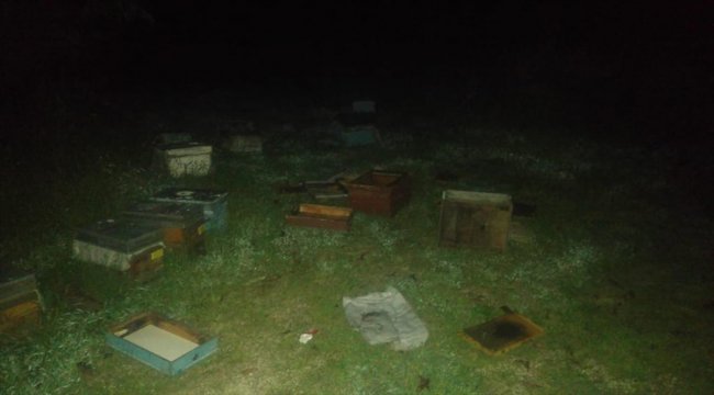 Aç kalan ayılar kovanlara saldırdı
