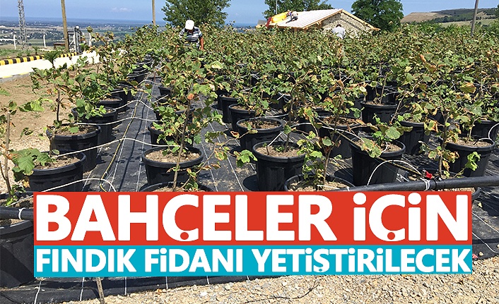 Bahçeler İçin Fındık Findanı Yetiştirilecek