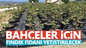 Bahçeler İçin Fındık Findanı Yetiştirilecek