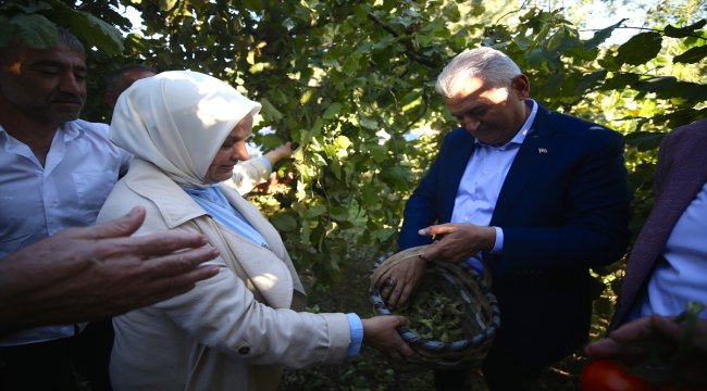 Binali Yıldırım fındık topladı