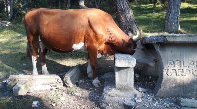 Bolu'da başı beton oturak ve masaya sıkışan inek kurtarıldı